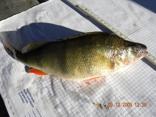 Probebefischung Dez.2009 025.jpg